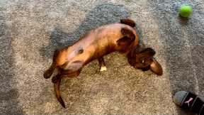 Mini dachshund plays doggie whack-a-mole