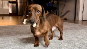 Mini dachshund tries to find his bone!