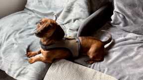 Mini dachshund tries a custom dog harness