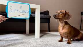 Teaching mini dachshund Portuguese!