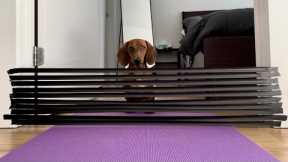 Mini dachshund tries tape wall challenge!