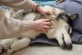 10 Year Old Husky Gets A Massage! But 