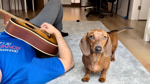 Mini dachshund reacts to instruments!