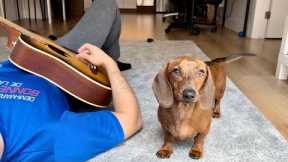 Mini dachshund reacts to instruments!