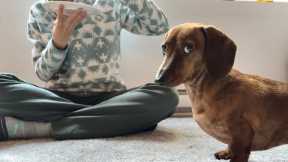 Doing everything on a mini dachshund's level