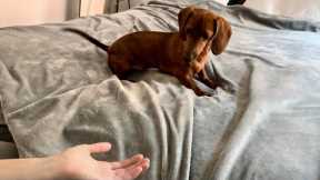 Mini dachshund gets tricked