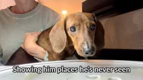 Showing mini dachshund places he's never seen before