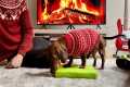 Mini dachshund opens his Christmas
