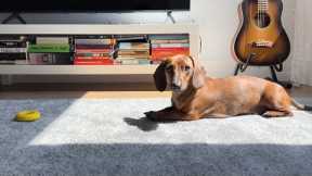 What makes mini dachshund leave the sunshine?