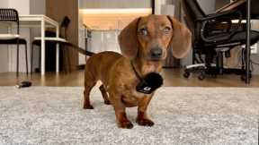 Mini dachshund gets mic'd up!