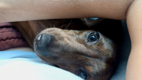 How mini dachshund shows he wants something