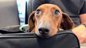 Mini dachshund gets ready for vacation!✈️