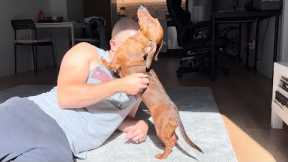 Morning stretches with a mini dachshund