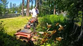 Ran Over A BEE'S NEST While MOWING Tall Grass | Week In The Lawn Care Life #7