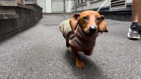 Mini dachshund runs around in the rain!