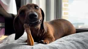 Mini dachshund enjoys some Irish weather!