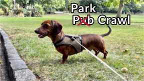 Mini dachshund park crawl!