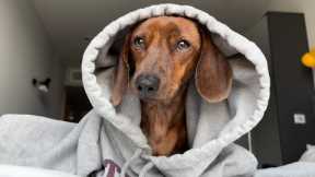 Mini dachshund and his favorite sweatshirt