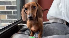 Mini dachshund's new morning routine