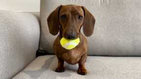 Mini dachshund believes one ball rules them all