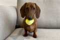 Mini dachshund believes one ball