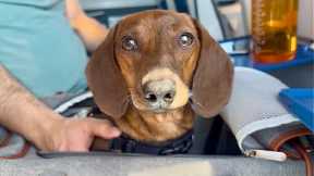 Mini dachshund enjoys a weekend away!
