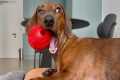 What things make a mini dachshund