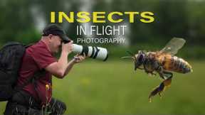 Photographing Flying Insects Is Almost Easy… With This Trick!