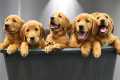 Bathing 9 Golden Retriever Puppies