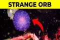 25 Biggest Ocean Mysteries Scientists 