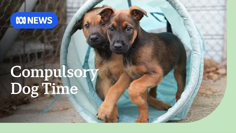 Dog owners must spend three hours daily with their pet under ACT's proposed new laws | ABC NEWS