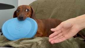 The playful side eye of a mini dachshund