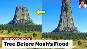 Noah's Flood Proved❗❗😱 Massive Trees That Angels Sliced...