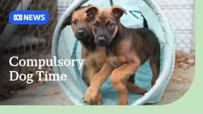 Dog owners must spend three hours daily with their pet under ACT's proposed new laws | ABC NEWS