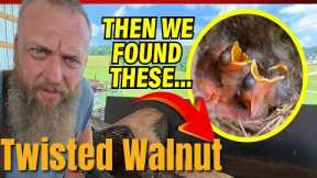 Sawing a Curved Walnut Log and Feeding Baby Birds?
