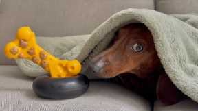 Mini dachshund's reaction to being woken with his toys