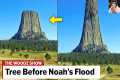 Noah's Flood Proved❗❗😱 Massive Trees 