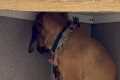 Dog 'melts into wall' when touched