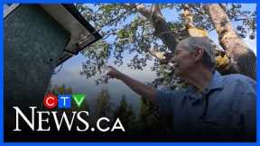 B.C. man captures mysterious fairy-like figure on security camera