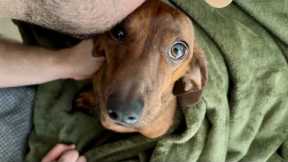 Mini dachshund has the most expressive eyes 👀