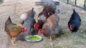 Chicken Salsa... Yes, It's a Thing!