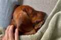 Mini dachshund’s rainy morning