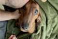 Mini dachshund has the most